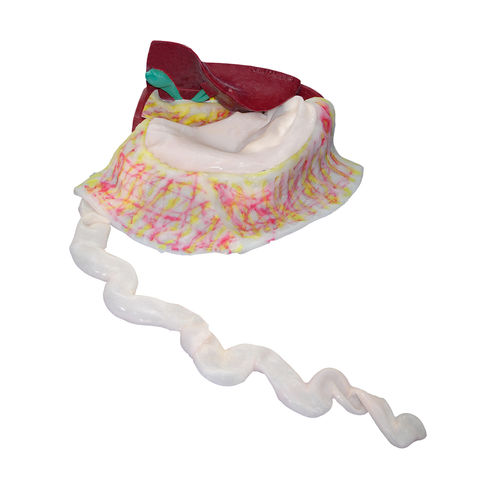 Large intestine model - LCE-10 - Simulab Corporation - gallbladder / surgery / laparoscopy