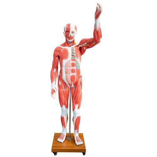 Muscle model - XC-339 - Xincheng Scientific Industries Co., Ltd. - whole body / for teaching