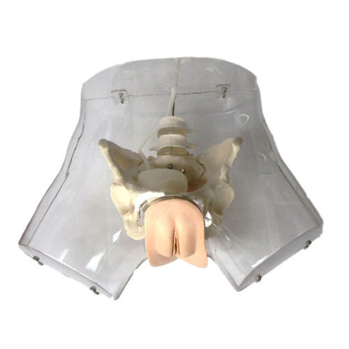 Urethral anatomical model - XC-420A - Xincheng Scientific Industries Co., Ltd. - catheterization