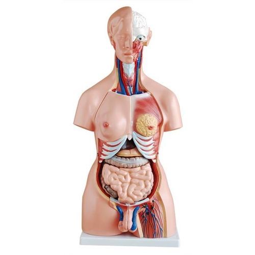 健康・医学 the thorax Thoracic Cavity Model, 16 Parts – GTSimulators.com