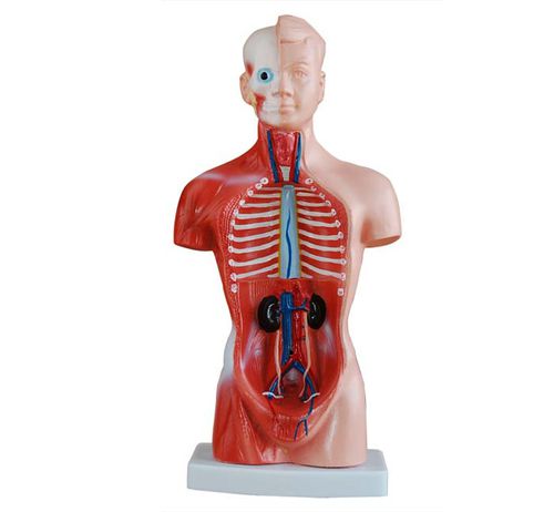 Myaskro Human Torso Anatomical Model With 20 Removable Parts