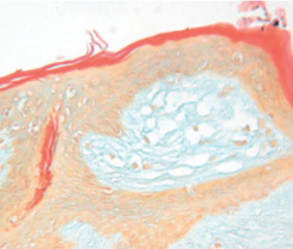 Staining solution reagent - Dane  - BIO-OPTICA Milano - for histology / for cytology
