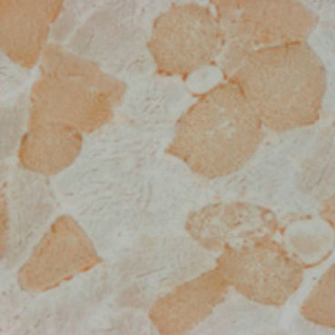 Staining solution reagent - 30-30115LY  - BIO-OPTICA Milano - for histology