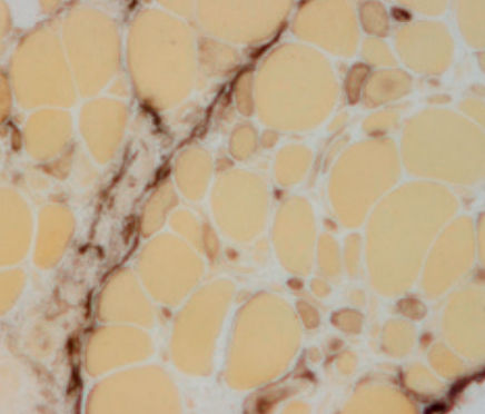 Staining solution reagent - 30-30121LY  - BIO-OPTICA Milano - for histology