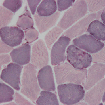 Staining solution reagent - 30-30113LY  - BIO-OPTICA Milano - for histology