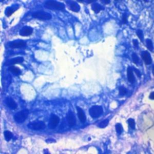 staining solution reagent - BIO-OPTICA Milano