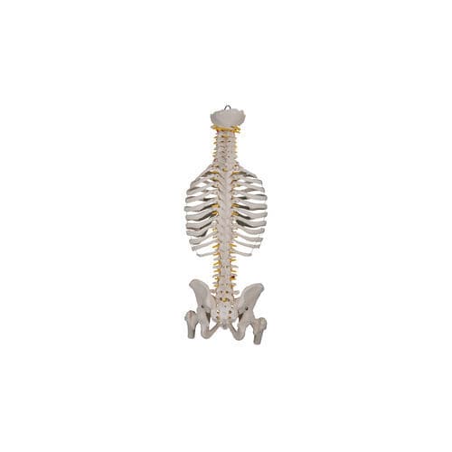 Spinal anatomical model - 600-A series - Epimed - training / yellow / white