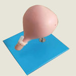 cervical model