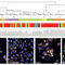 medical softwareStratoMineR™Molecular Devices