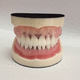 mouth anatomical model / for dental hygiene