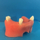 maxilla anatomical model