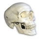 bone model / skull / sinus / for dental surgery