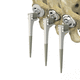 primary hip prosthesis / cementless