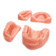 skin anatomical model / for dental surgery / training / suture