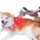 diode veterinary laser / hand-held