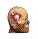 face anatomical model / for teaching / resin / with blood vessels