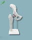 pelvis model / femur / plastic / white