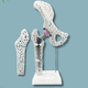 femur anatomical model / plastic / white