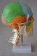 spinal cord model / skull / head / teeth
