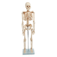 skeleton model / for teaching / white / articulated