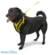 walking sling / for dogs