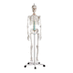 skeleton model / jaw / joint / knee