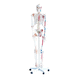 skeleton model / for teaching / with muscle marking