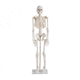 skeleton model / skull / joint / for teaching