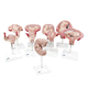 uterus model / for teaching / pregnancy