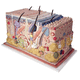 skin anatomical model / training