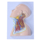 vein model / neck / skin