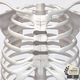 sternal closure bone cerclage wiring / monofilament polymer