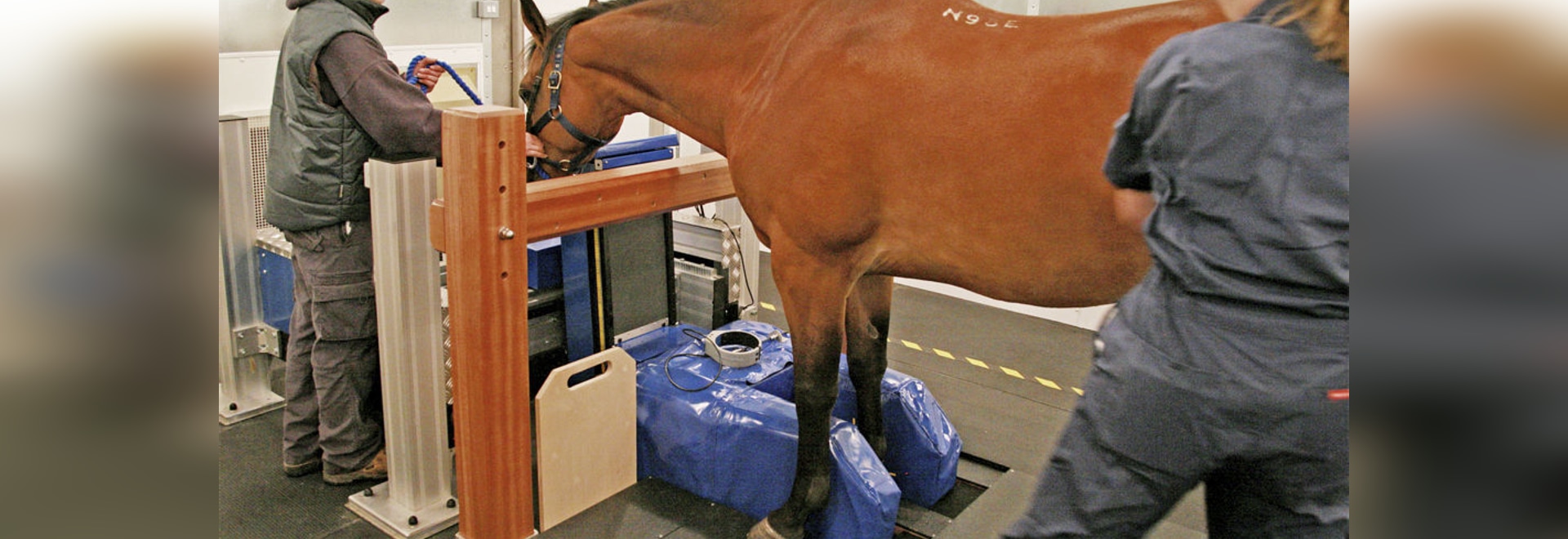 Standing Equine MRI by Hallmarq Veterinary Imaging Hallmarq
