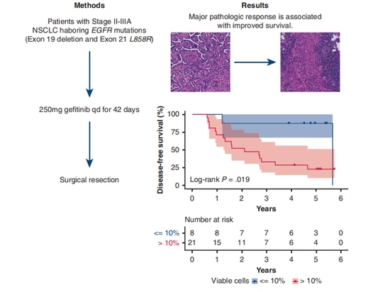 A brief review for the research progress of neoadjuvant targeted ...