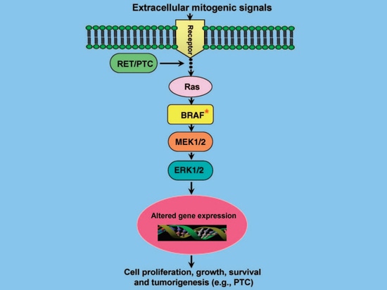 The relationship between thyroid cancer and BRAF gene