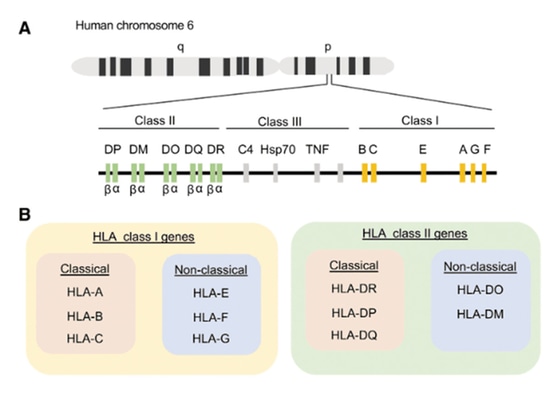 Presentation of tumor neoantigens