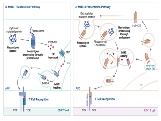 Presentation of tumor neoantigens