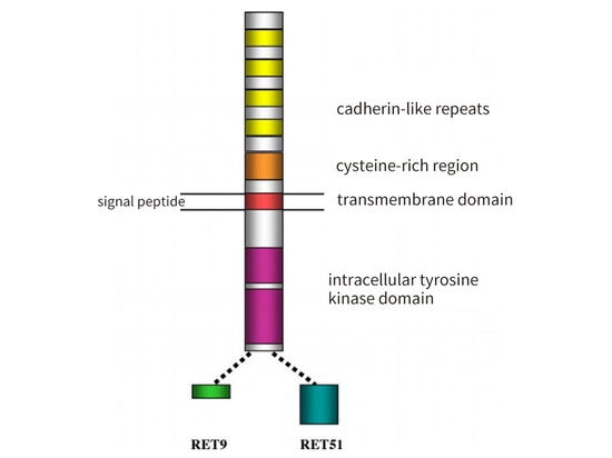 The Matters Between Thyroid Cancer and the RET Gene