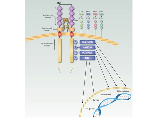 The Matters Between Thyroid Cancer and the RET Gene