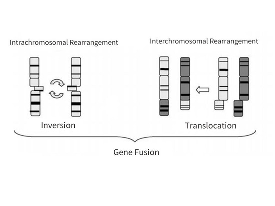 The Matters Between Thyroid Cancer and the RET Gene