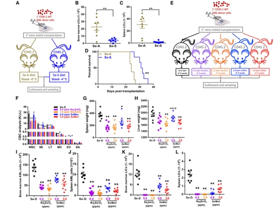 Figure 1. Se supplementation improves the outcome of AML