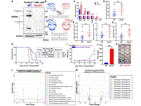 Figure 4. Lack of GPR44 in AML cells results in aggressive disease