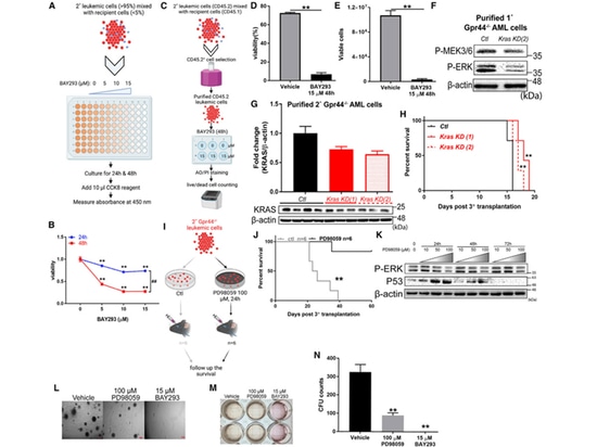 Figure 6. Inhibition of KRAS/MAPK signaling reverses GPR44 KO-associated effect in AML