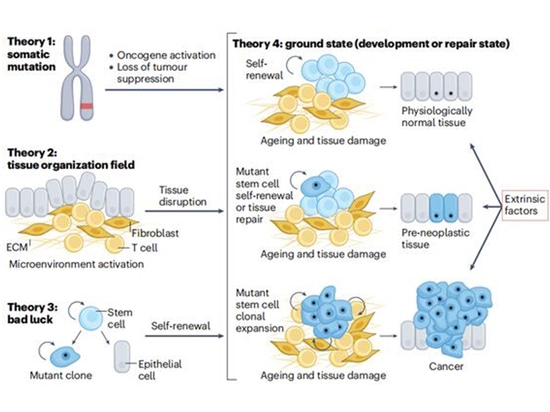 Figure 2. Main theories of the origin of cancer