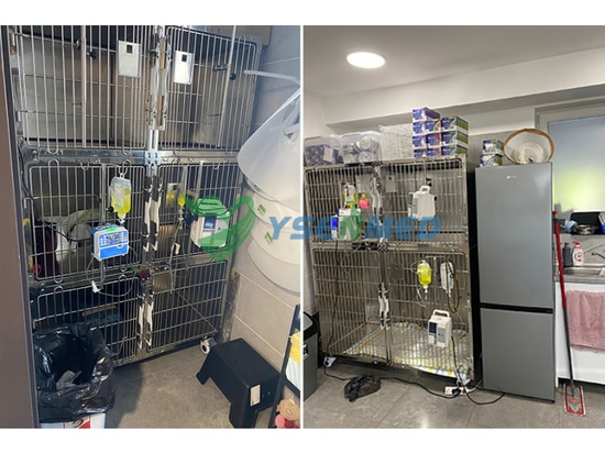 Hungarian pet is happy with the veterinary stainless pet cages supplied by YSENMED.