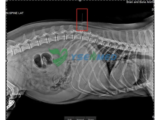 Good quality images by YSDR-VET320 DR system please Thai vets.
