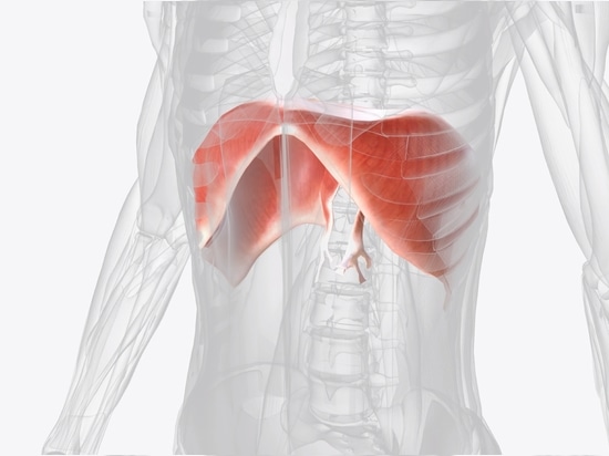 Diaphragm - our main breathing muscle