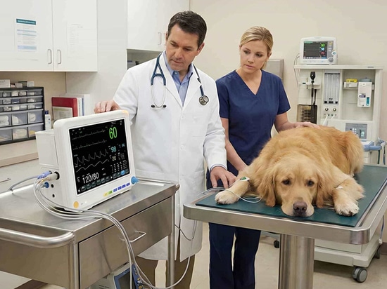 What Factors Should You Consider When Buying A Portable Veterinary Monitor?