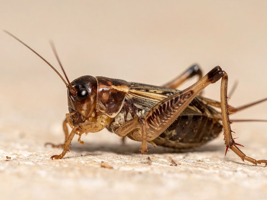 cricket (Acheta domesticus)