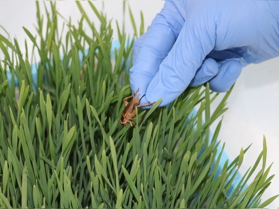 New Research Project Explores Insect Protein Processing for Sustainable Food Solutions
